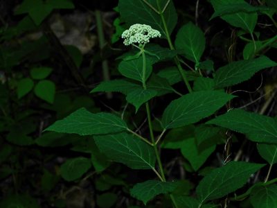 Hydrangea arborescens, photographed by Michael J. Papay
