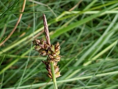 Carex pilulifera, photographed by Piermario Maculan