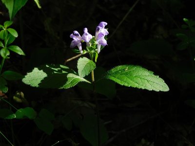 Scutellaria elliptica, photographed by Michael J. Papay