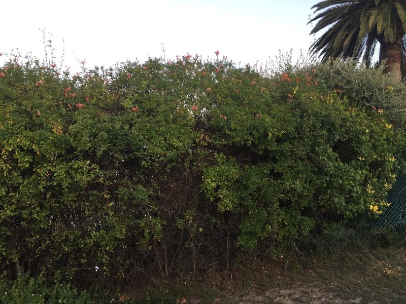 Tecomaria capensis, photographed by Tony Rebelo