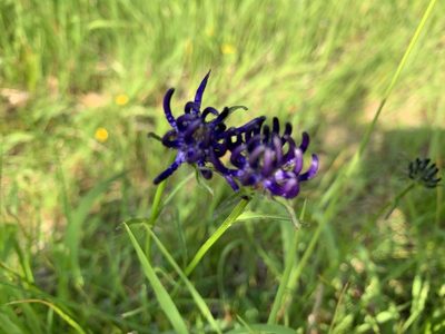 Phyteuma orbiculare, photographed by Todd Patterson