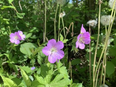 Geranium maculatum, photographed by magpray