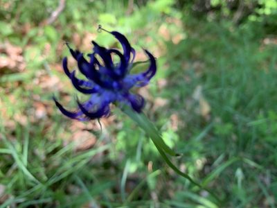 Phyteuma orbiculare, photographed by Todd Patterson