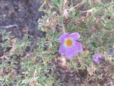 Cistus creticus, photographed by Andre Hosper