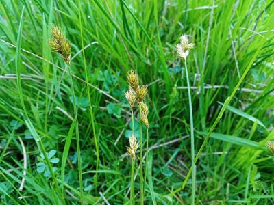 Carex leporina, photographed by Josep Gesti