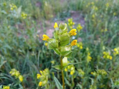 Rhinanthus minor, photographed by Josep Gesti