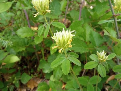 Trifolium ochroleucon, photographed by Josep Gesti