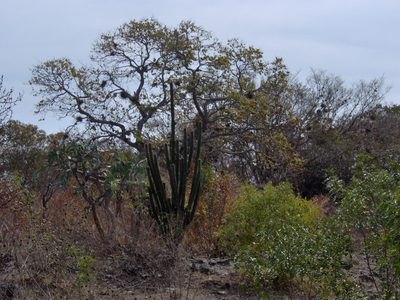Cephalocereus scoparius, photographed by Tereso Hernández Morales