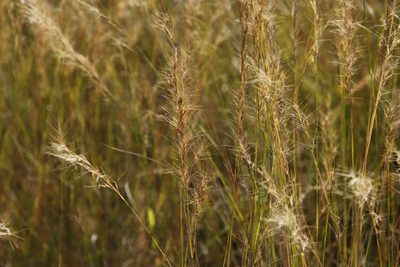 Aristida junciformis