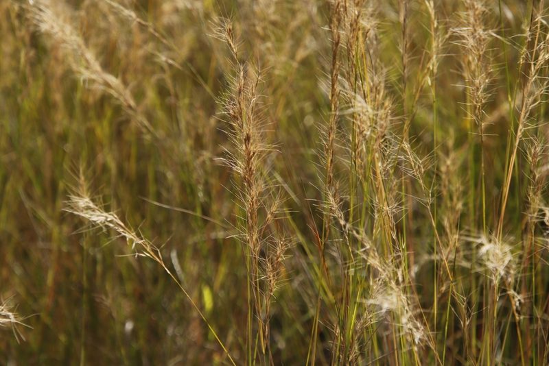 Aristida junciformis, photographed by Tony Rebelo