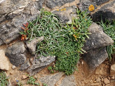 Crithmum maritimum, photographed by Y. Liu
