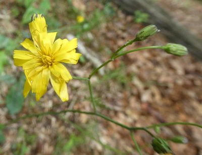 Hieracium venosum, photographed by Wendy Jegla