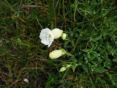 Silene uniflora, photographed by Y. Liu