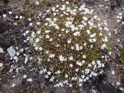 Sabulina verna, photographed by Karen Fry