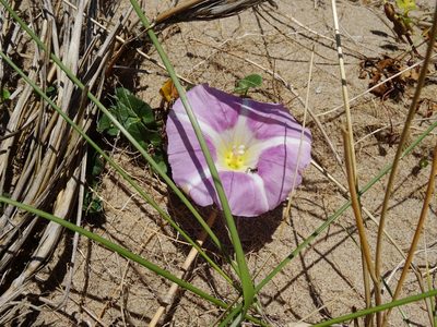Calystegia soldanella, photographed by Y. Liu