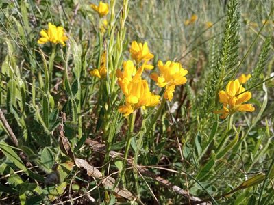 Genista sagittalis, photographed by Josep Gesti