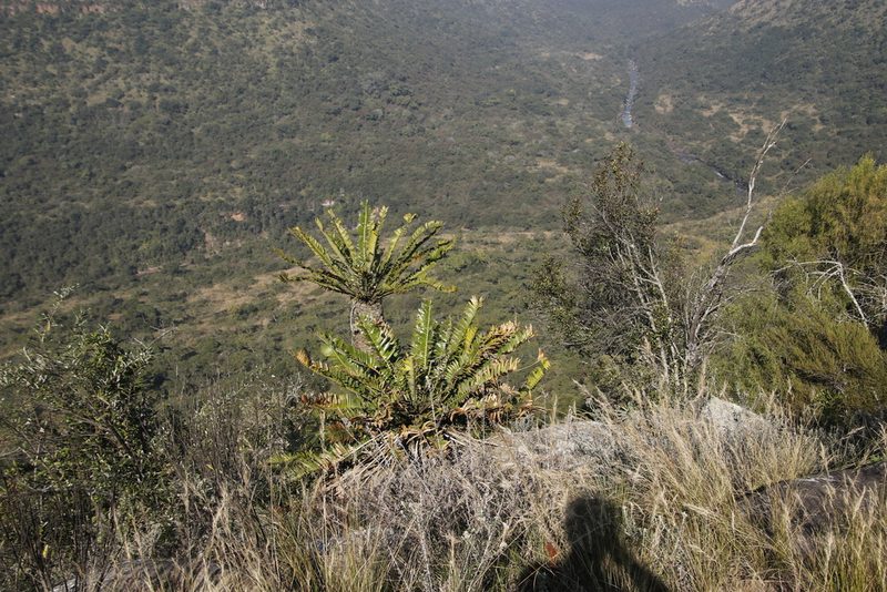 Encephalartos natalensis, photographed by Tony Rebelo
