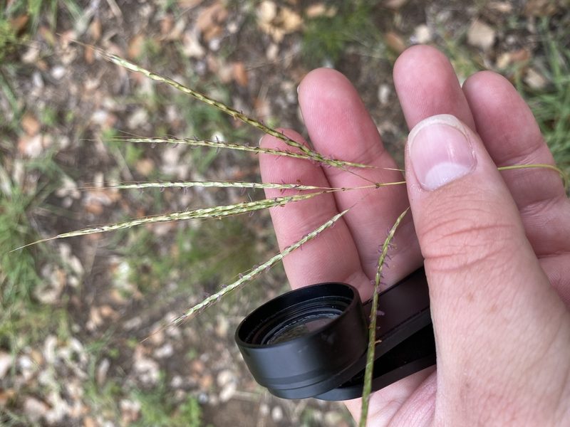 Bothriochloa ischaemum, photographed by Bonnie Semmling