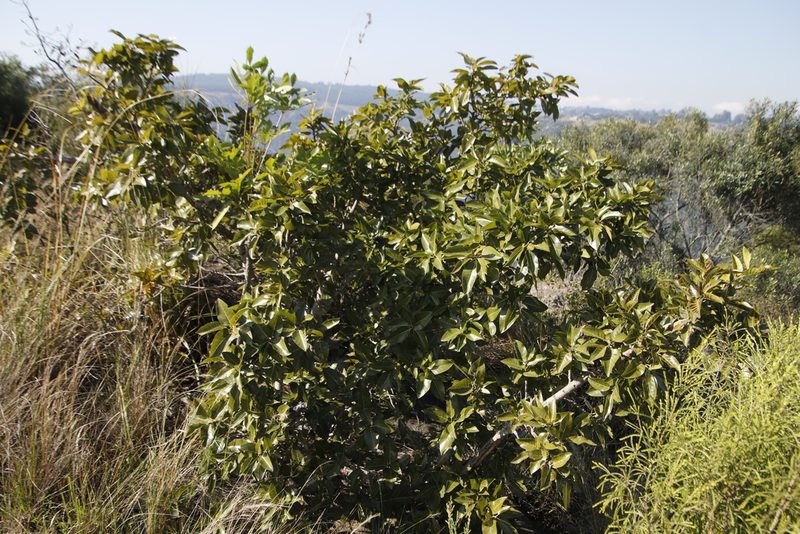 Ficus ingens, photographed by Tony Rebelo