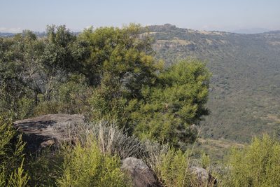 Acacia decurrens