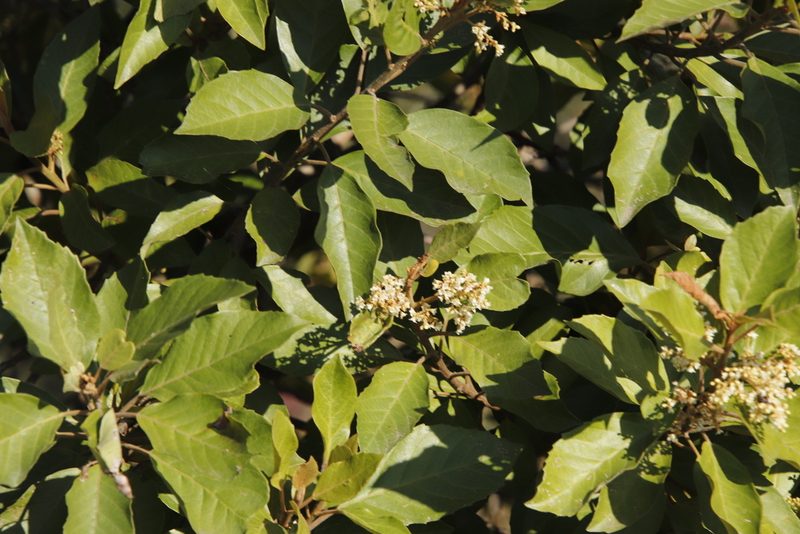 Maesa lanceolata, photographed by Tony Rebelo