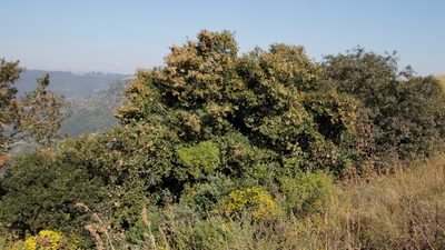 Combretum kraussii, photographed by Tony Rebelo