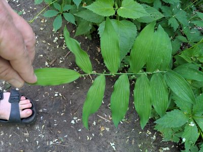 Polygonatum biflorum, photographed by Matthew Spoor