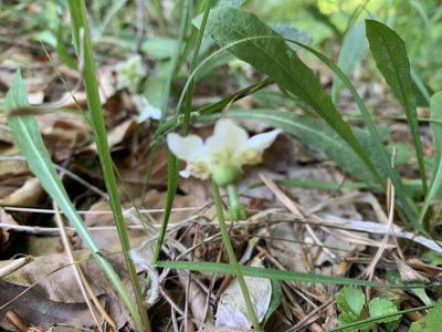 Moneses uniflora, photographed by Todd Patterson