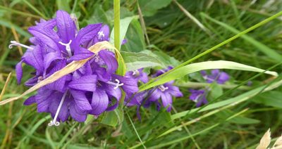 Campanula glomerata, photographed by kitbeard