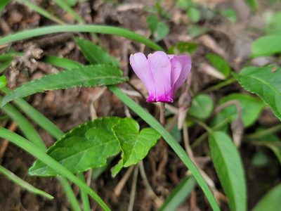 Cyclamen purpurascens, photographed by Elias