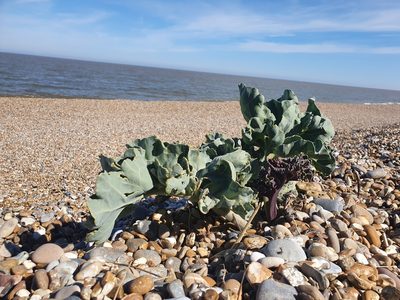 Crambe maritima, photographed by Jonathan Hughes
