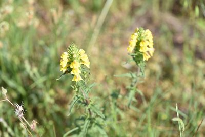 Bellardia trixago, photographed by Jacqueline Jeanne