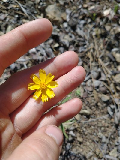 Harmonia doris-nilesiae, photographed by Drew Meyer