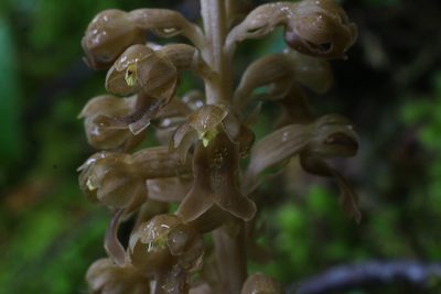 Neottia nidus-avis, photographed by CorentinD