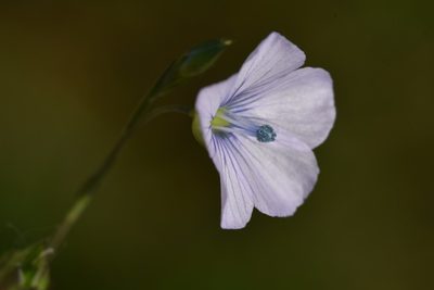 Linum bienne, photographed by Jacqueline Jeanne