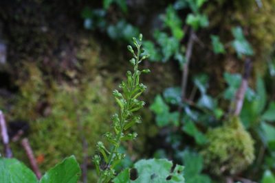 Neottia ovata, photographed by CorentinD