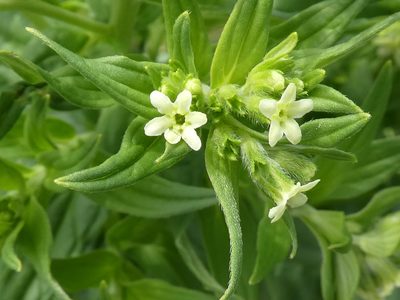 Lithospermum officinale, photographed by kitbeard