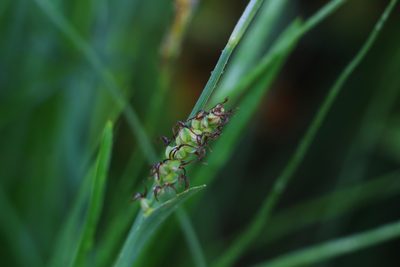 Carex panicea, photographed by CorentinD