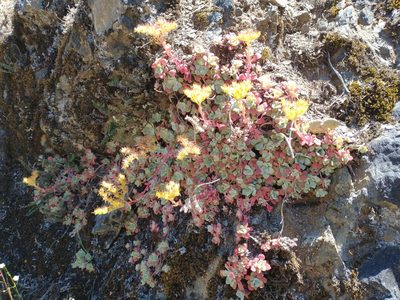 Sedum spathulifolium, photographed by Drew Meyer