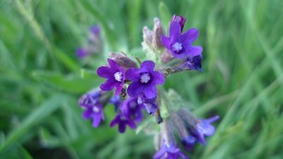Anchusa officinalis, photographed by aga_l_