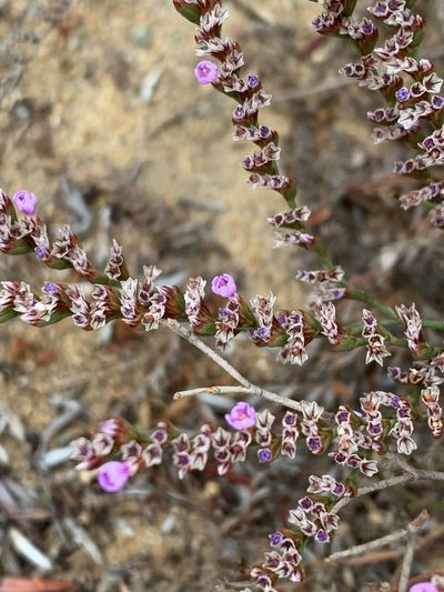 Limonium duriusculum, photographed by Stevie Steele