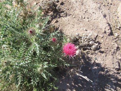 Cirsium arizonicum, photographed by sprcrkwild