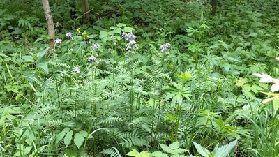 Polemonium caeruleum, photographed by Екатерина Гущина