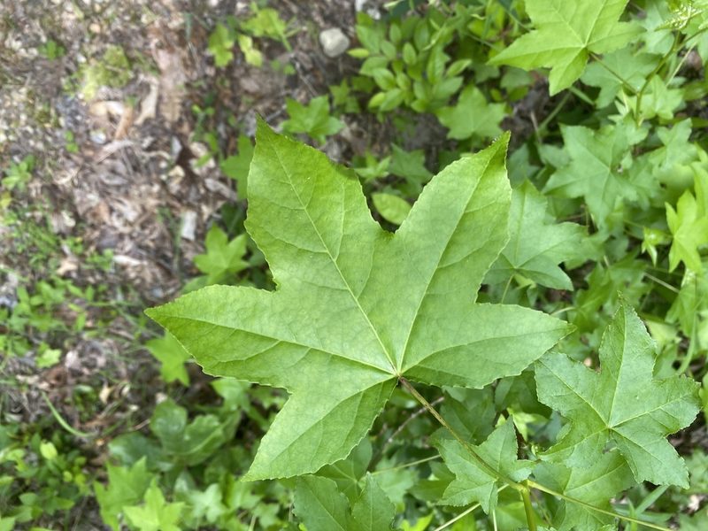 Liquidambar styraciflua, photographed by Judy Gallagher