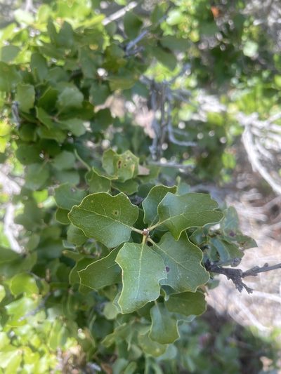 Quercus pacifica, photographed by Mike Butler