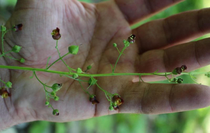 Scrophularia scopolii, photographed by Юрий Данилевский (Yuriy Danilevsky)