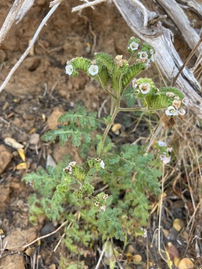 Phacelia lyonii, photographed by Mike Butler
