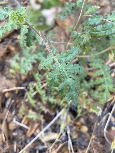 Phacelia lyonii, photographed by Mike Butler