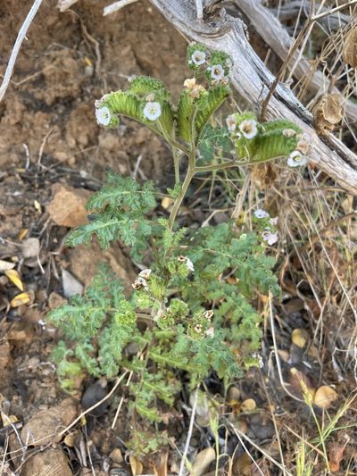 Phacelia lyonii, photographed by Mike Butler