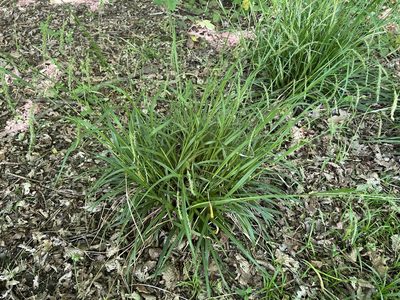 Carex sylvatica, photographed by Charles Joynson